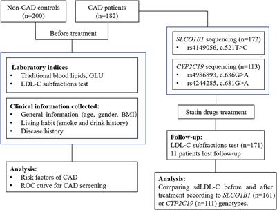 CYP2C19 metabolizer phenotypes may affect the efficacy of statins on lowering small dense low-density lipoprotein cholesterol of patients with coronary artery disease